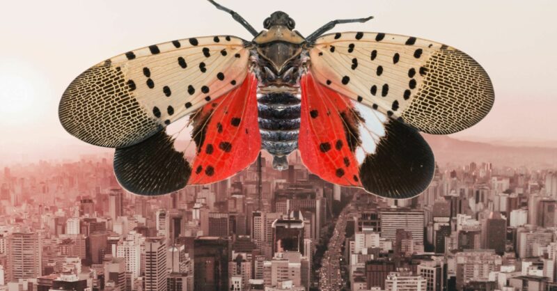 Stomping Spots: Queer Feelings for a Bad Bug Heading to Michigan - Vimarsana News