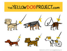 S1 PETS Yellow Dog 2209