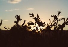 Trans Lucent Aug 27 2025