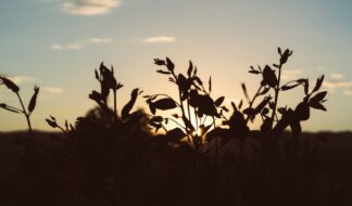 Trans Lucent Aug 27 2025