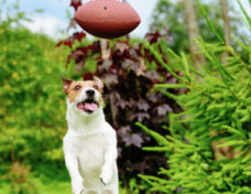 Amusing jump of Jack Russell Terrier dog