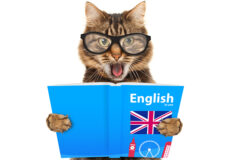 Funny cat is learning English.