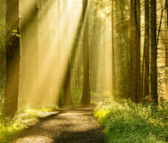 Golden rays of light shining through tree canopies on an Autumn