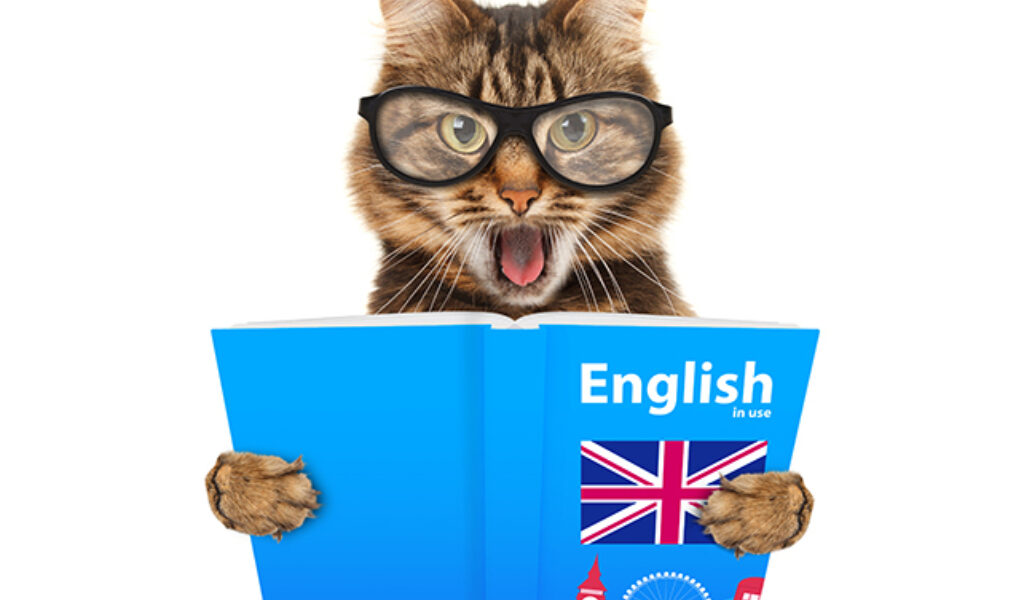 Funny cat is learning English.