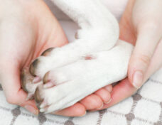 A girl holding a dog's paws, close up.-071613543