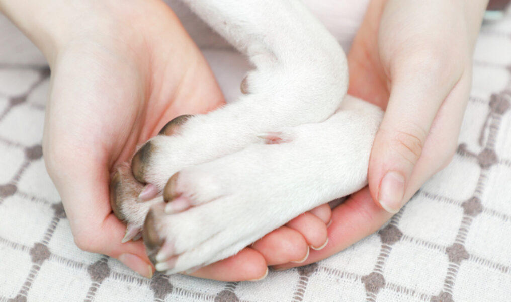 A girl holding a dog's paws, close up.-071613543