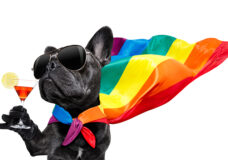 gay pride dog