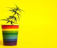 Young sprout of marijuana in a rainbow-colored cup on a yellow background. Copy space. LGBT concept and cannabis. Home cultivation of hemp. Freedom, equality and love, pleasure and drugs.