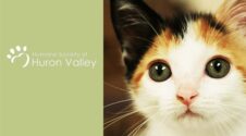 Humane Society of Huron Valley